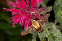 Snowberry Clearwing