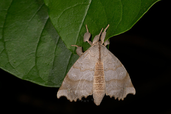 _Z993416
