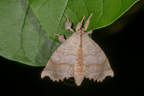 _Z993406