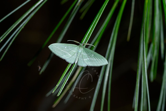 _Z997561