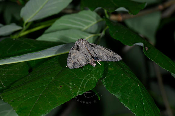 _Z996349