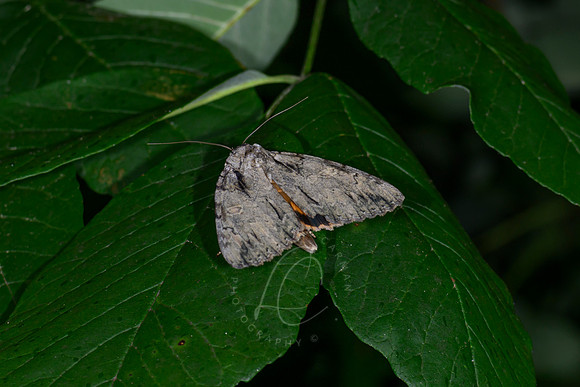 _Z996353