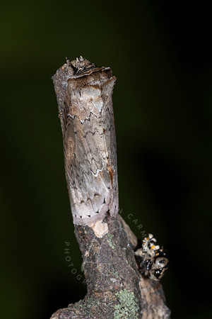 _ZZ70341