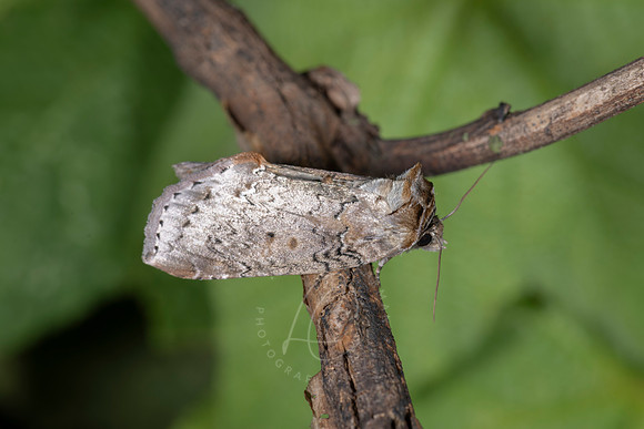 _ZZ70345