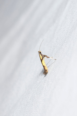 _Z994064