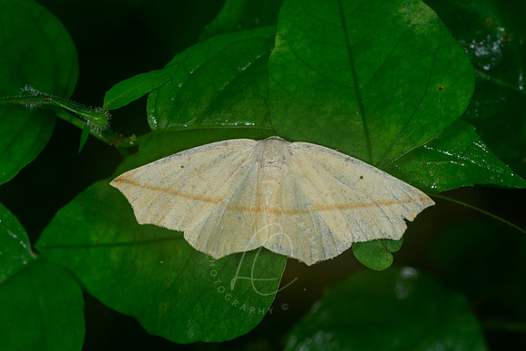 _ZZ74462