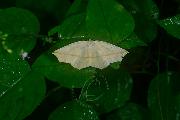 _ZZ74461