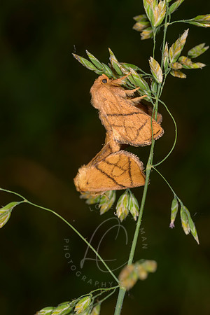 _Z993456