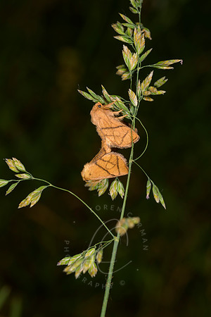 _Z993457