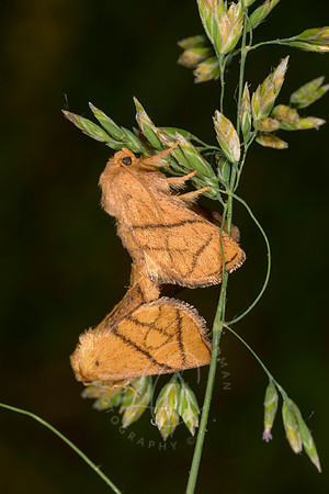 _Z993458