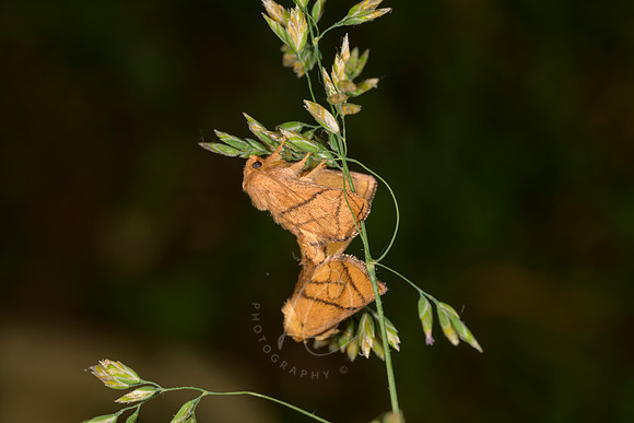 _Z993461