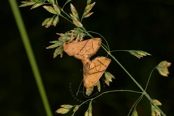 _Z993463