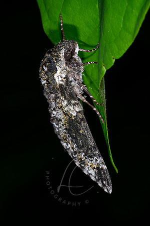 _Z994008