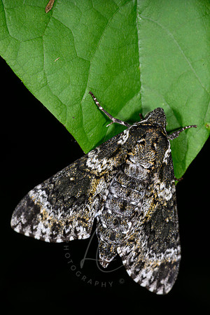 _Z994006