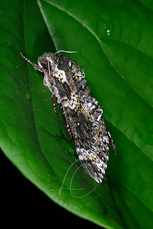 _Z994033