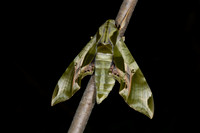 Pandorus Sphinx