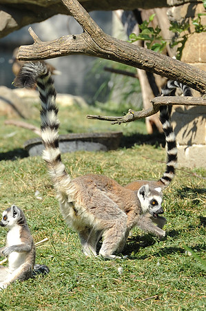 INDY_7-15-11_LLC_ZOO-83