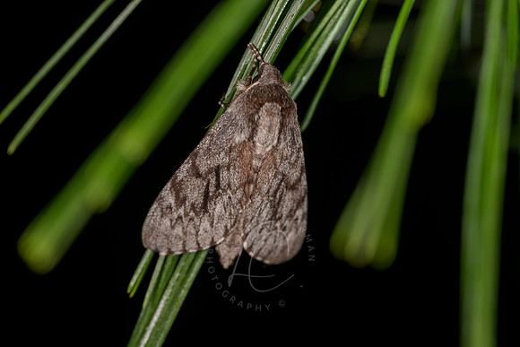 _Z993909
