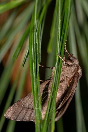 _Z993917