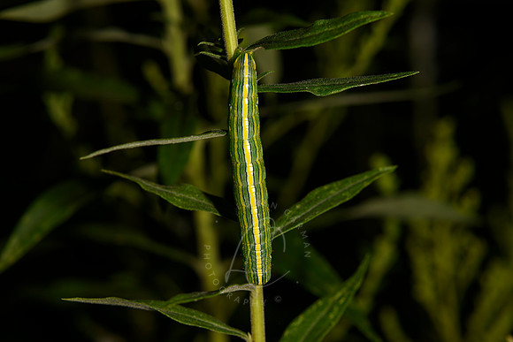 _Z998624