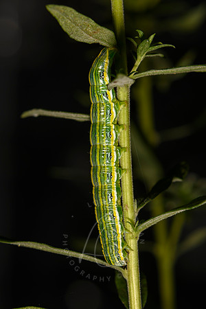 _Z998629