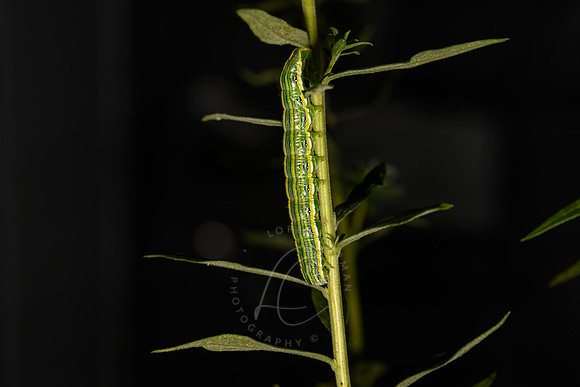 _Z998630