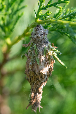 _8500938