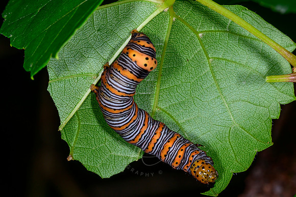 _DSC0779