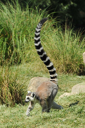 INDY_7-15-11_LLC_ZOO-98