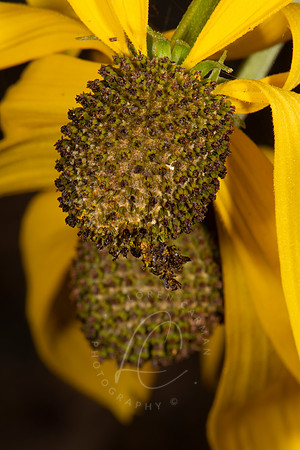 _8500691