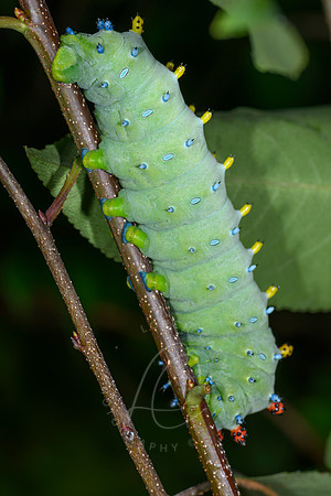 _Z997438