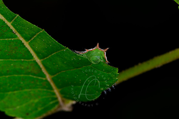 _DSC5105
