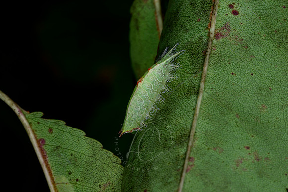_DSC5131