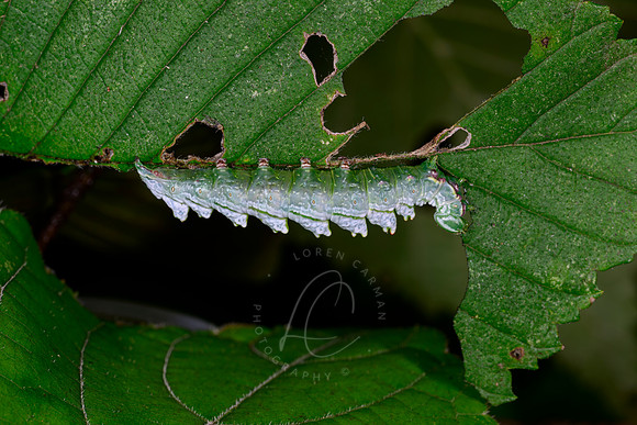 _DSC1540