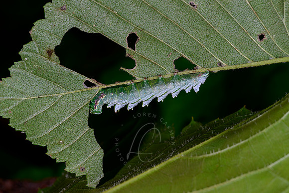_DSC1545