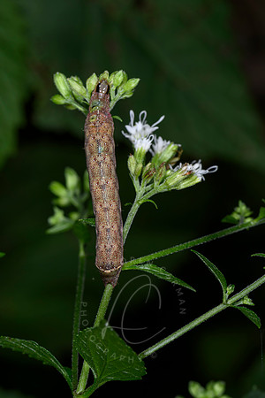 _Z997503