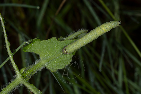_ZZ74491
