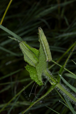 _ZZ74490