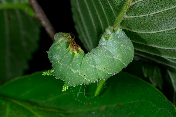 _DSC0026