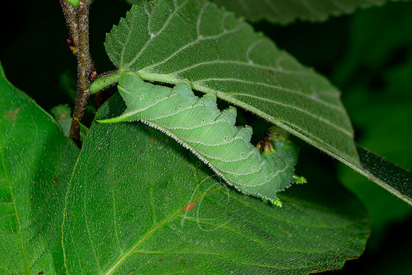 _DSC0015