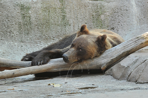 INDY_7-15-11_LLC_ZOO-151