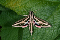 Banded Sphinx
