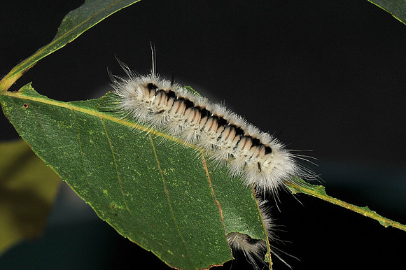 D78_5780-2