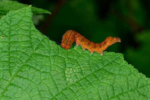 _ZZ79588