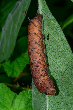 _ZZ74455
