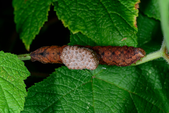 _ZZ74506