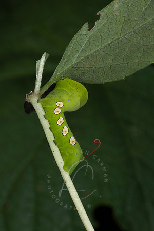 _ZZ70249