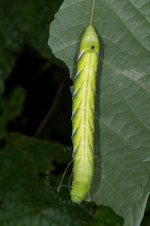 _ZZ70440
