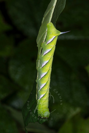 _ZZ70436