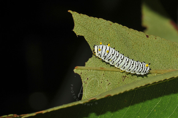 D74_2658